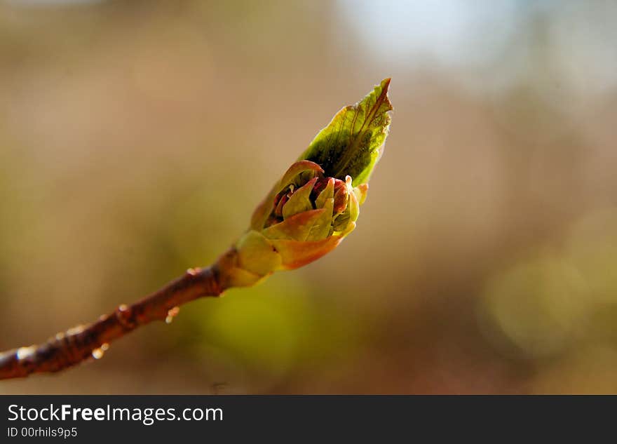 Bud with new leaf