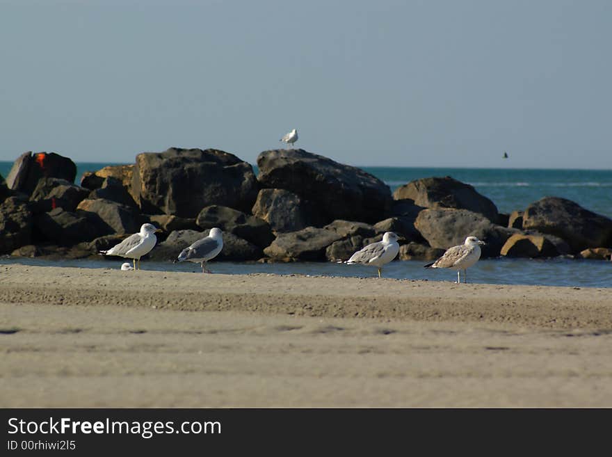 Seagulls on pier stones