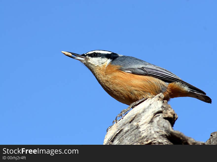 Red-breasted nuthatch and sky