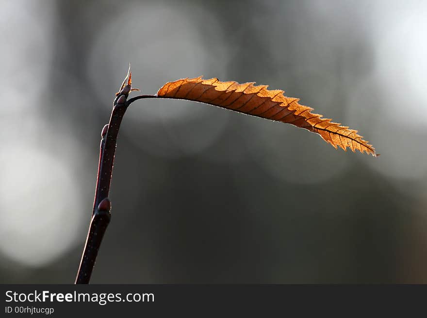 Single autumn leaf against sunshine