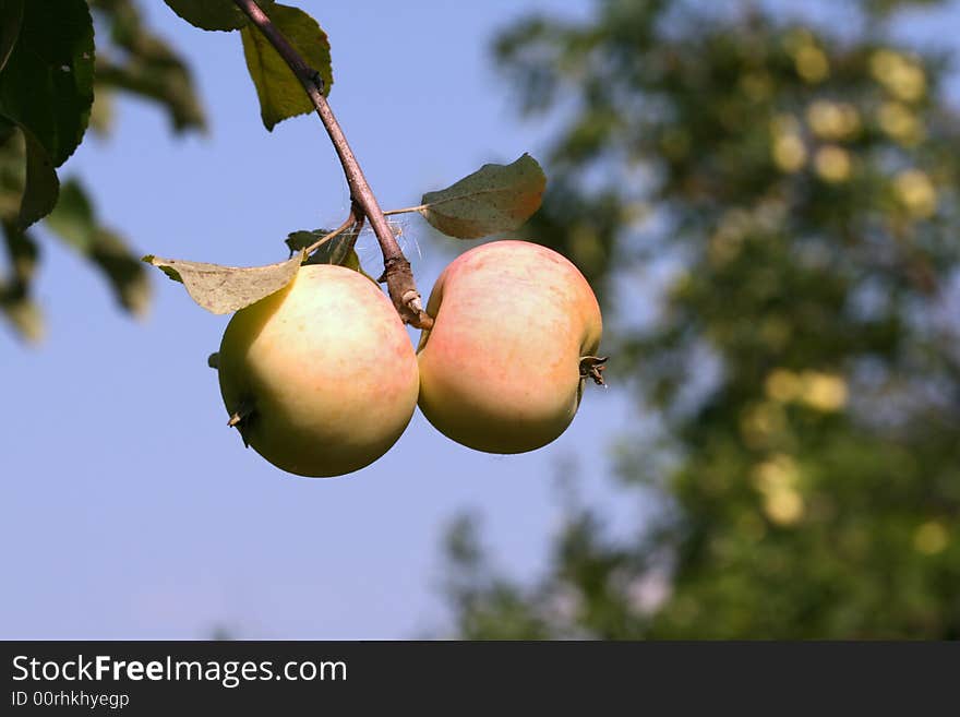 Ripe beautiful apples on a branch in a garden