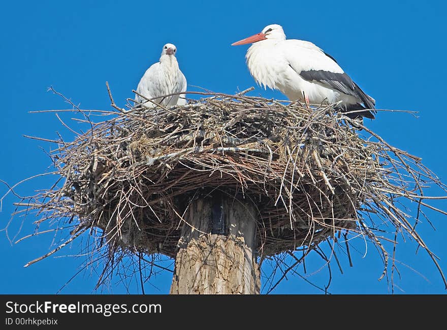 Couole of white storks on the nest. Couole of white storks on the nest