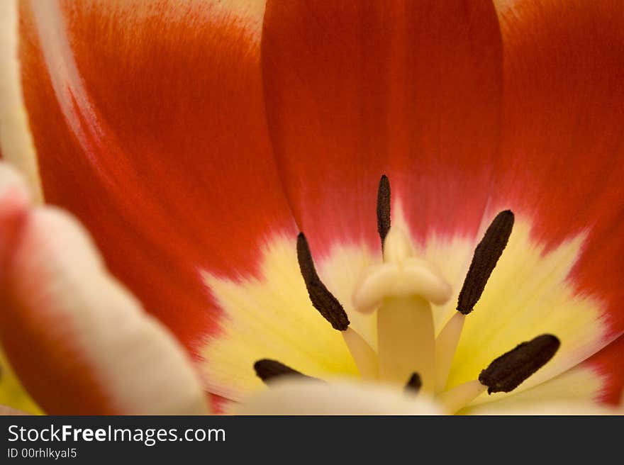 Close-up view of red and yellow tulip. Close-up view of red and yellow tulip