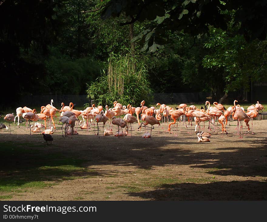 A photo of several flamingos living is a zoo of Frankfurt , Germany . A photo of several flamingos living is a zoo of Frankfurt , Germany .