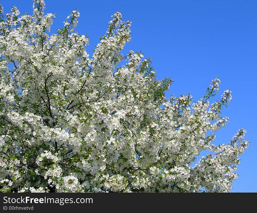 Blossoming white flower trees