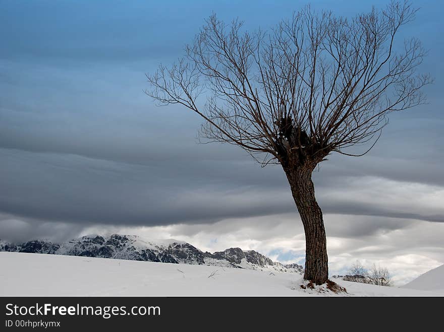 Lonely tree