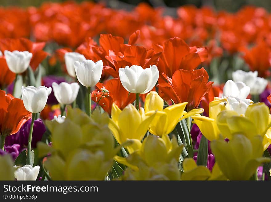 Multicolour tulips makes a fantastic spring time background