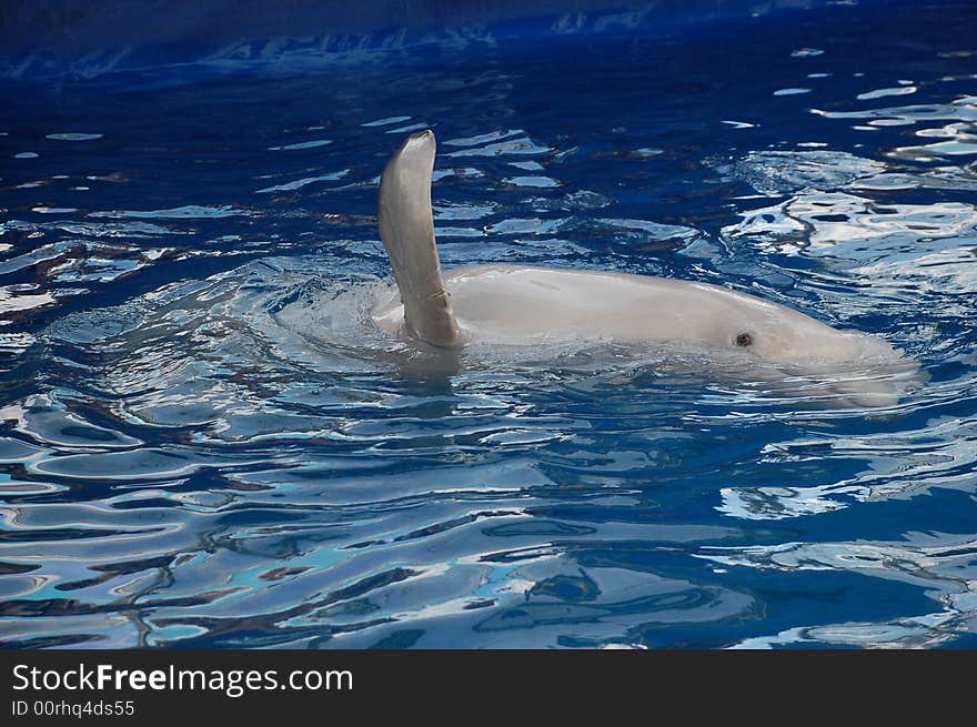 Beautiful, kind dolphin and blue water