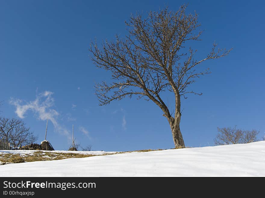 Lonely Tree