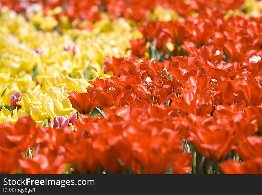 Yellow and Red tulips