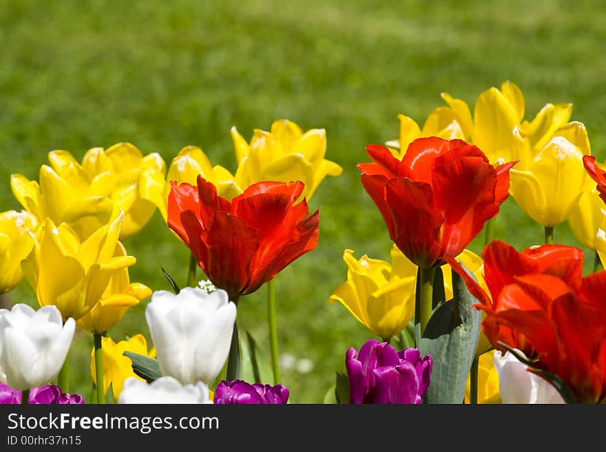 Multicolour tulips