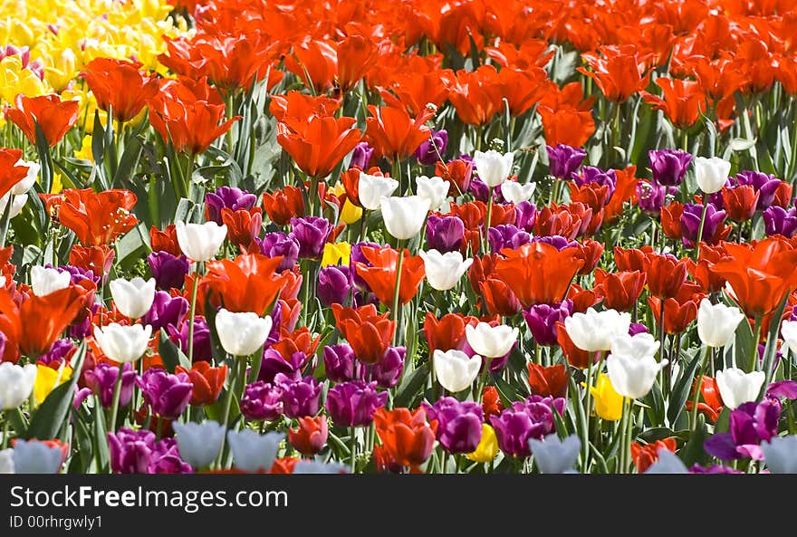 Multicolour Tulips