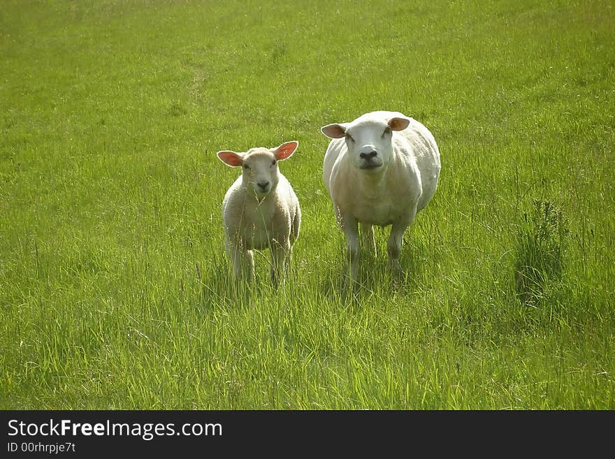 Two Sheep