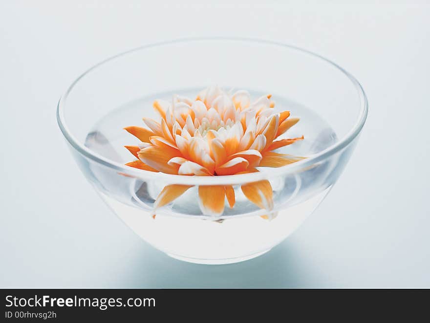 Orange flower floating on water. Orange flower floating on water