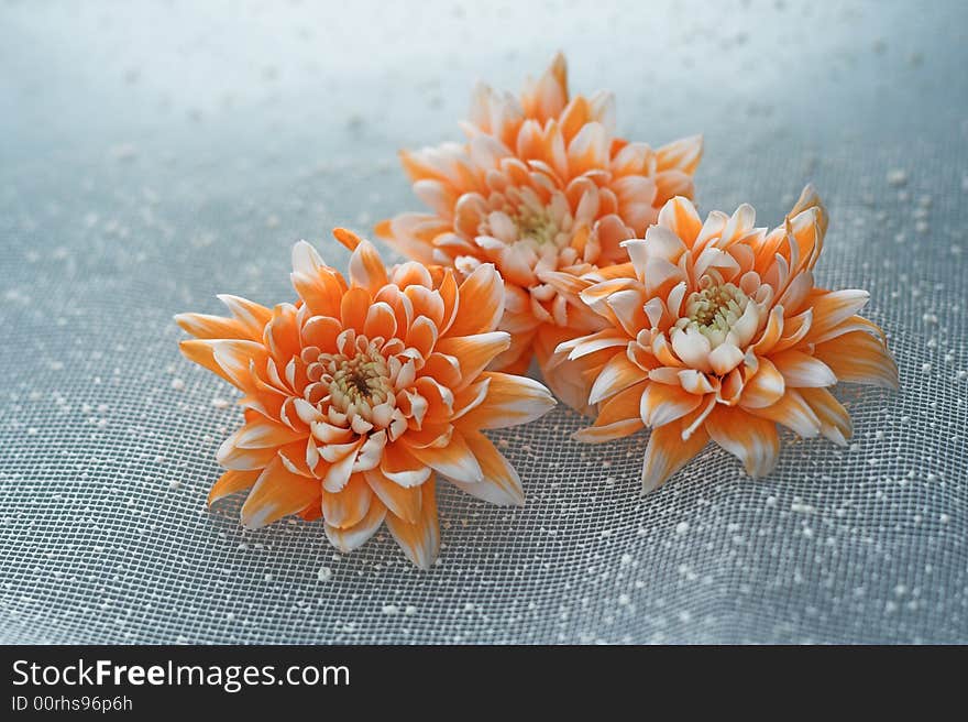 Three orange flower on blue background