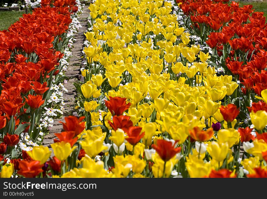 Yellow and Red tulips