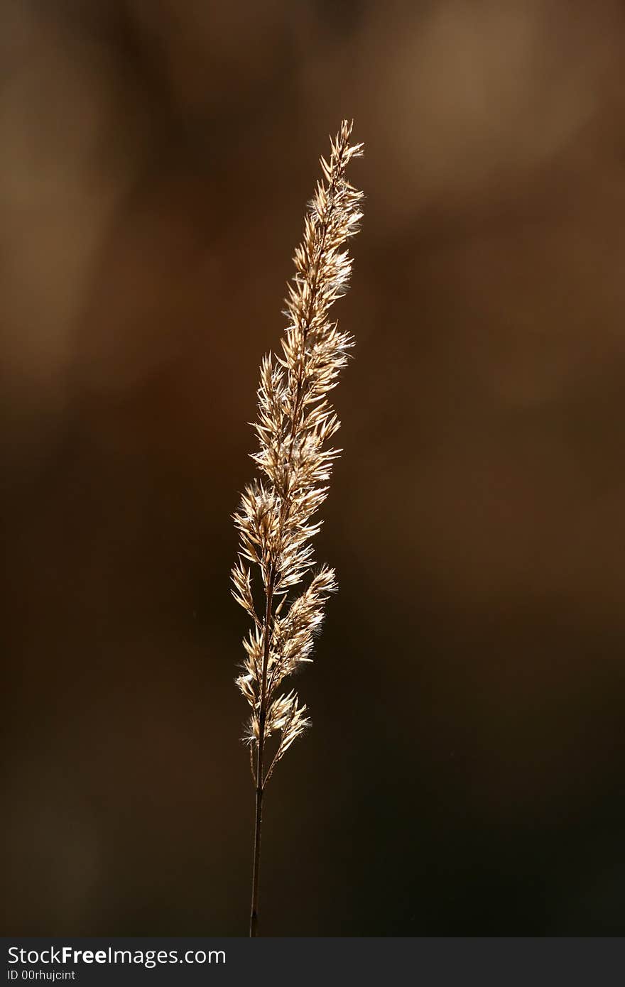 Closeup of blade against sun