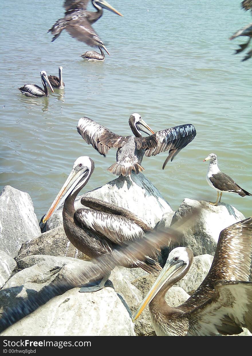 Pelicians At The Beach