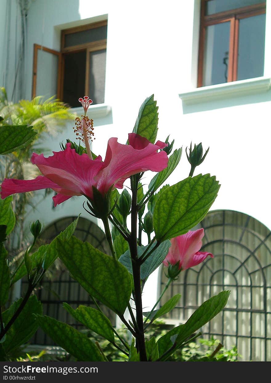 Pink flower against a white mansion background. Pink flower against a white mansion background