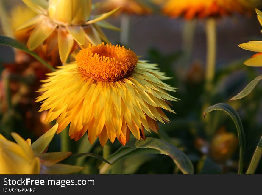 A strawflower near the end of the bloom cycle. A strawflower near the end of the bloom cycle....