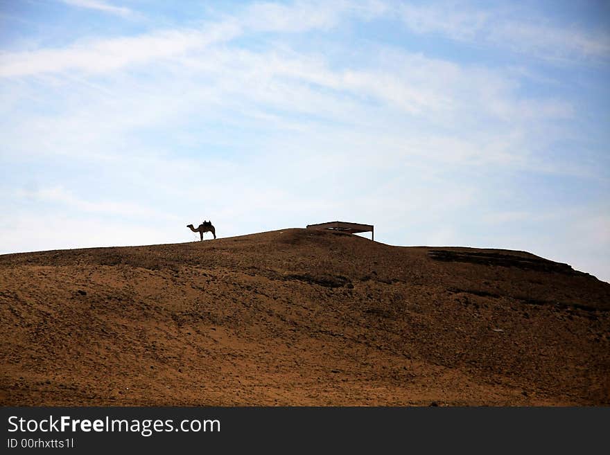 Camel in desert