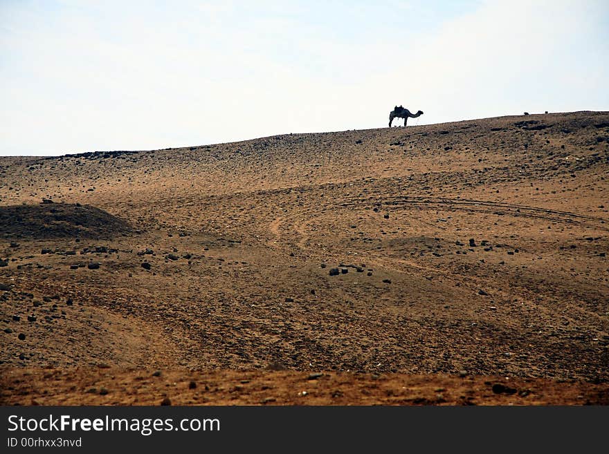 Camel in sahara