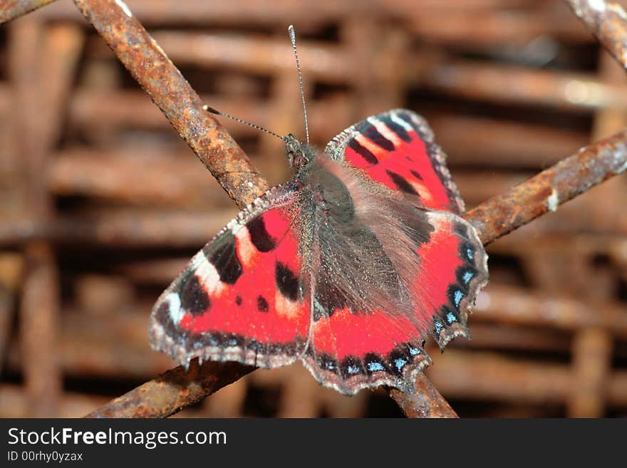 Butterfly on a rusty metal background