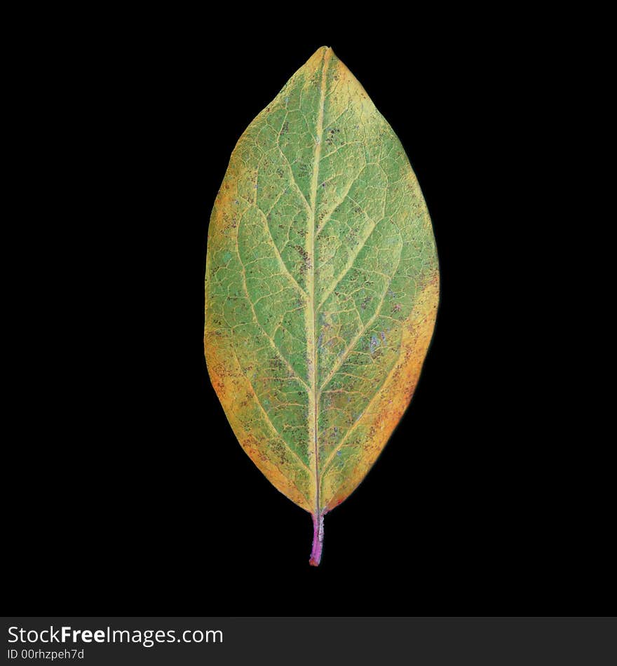 Green leaf close-up shot on black background