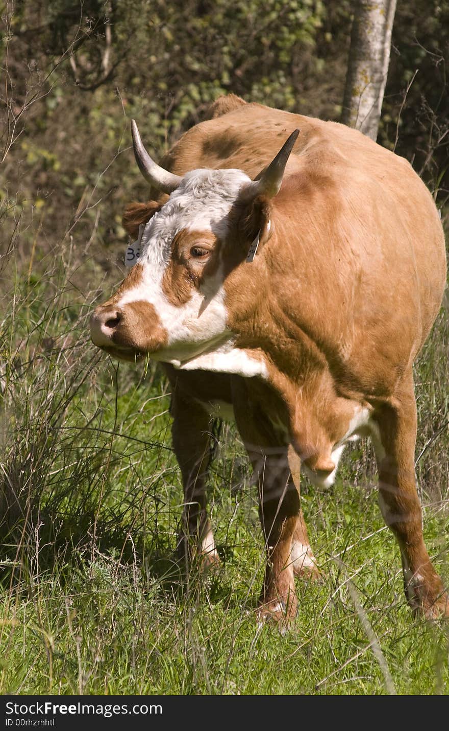 Rufous Cow on green field