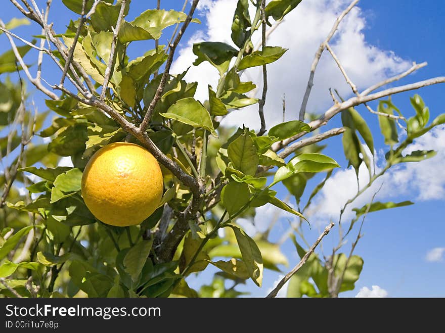 An orange tree showing frost burnt branches and blue sky. An orange tree showing frost burnt branches and blue sky