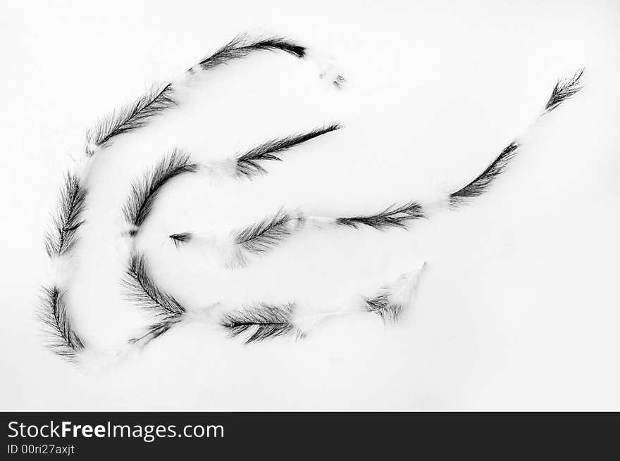 Three plums on white background