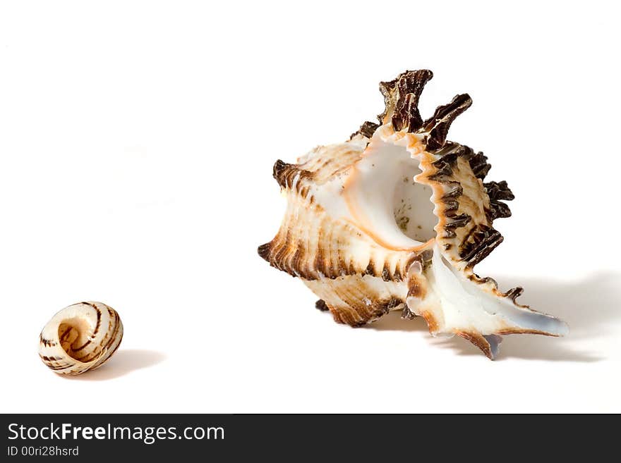 A little and a big sea shell on white background. A little and a big sea shell on white background