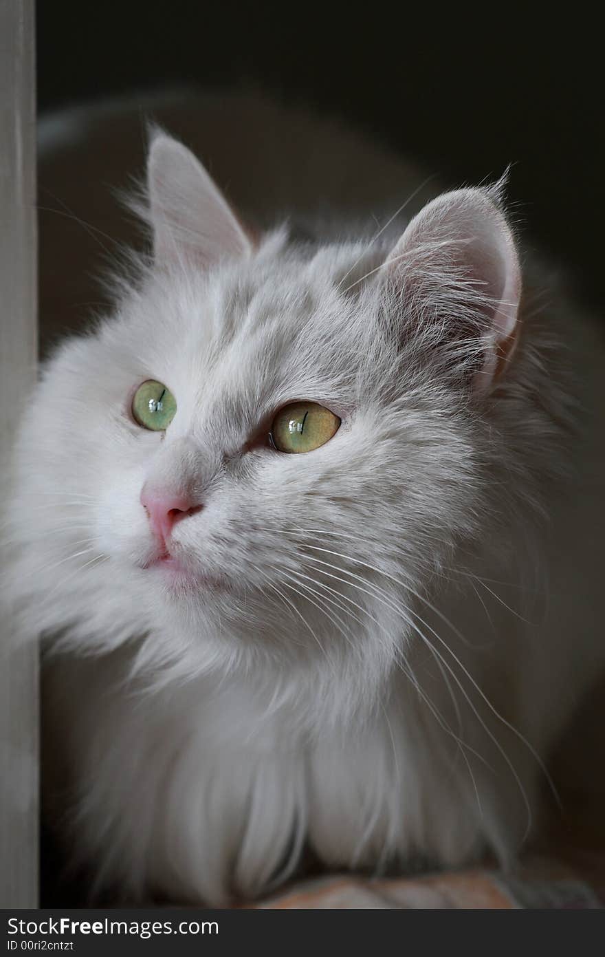 White Cat