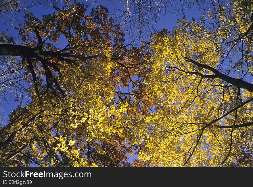 Upwards view of a tree with leafs in backlight , fall season. Upwards view of a tree with leafs in backlight , fall season