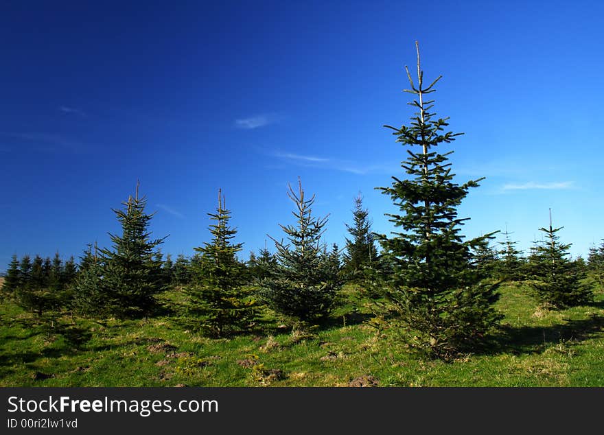 Pine trees