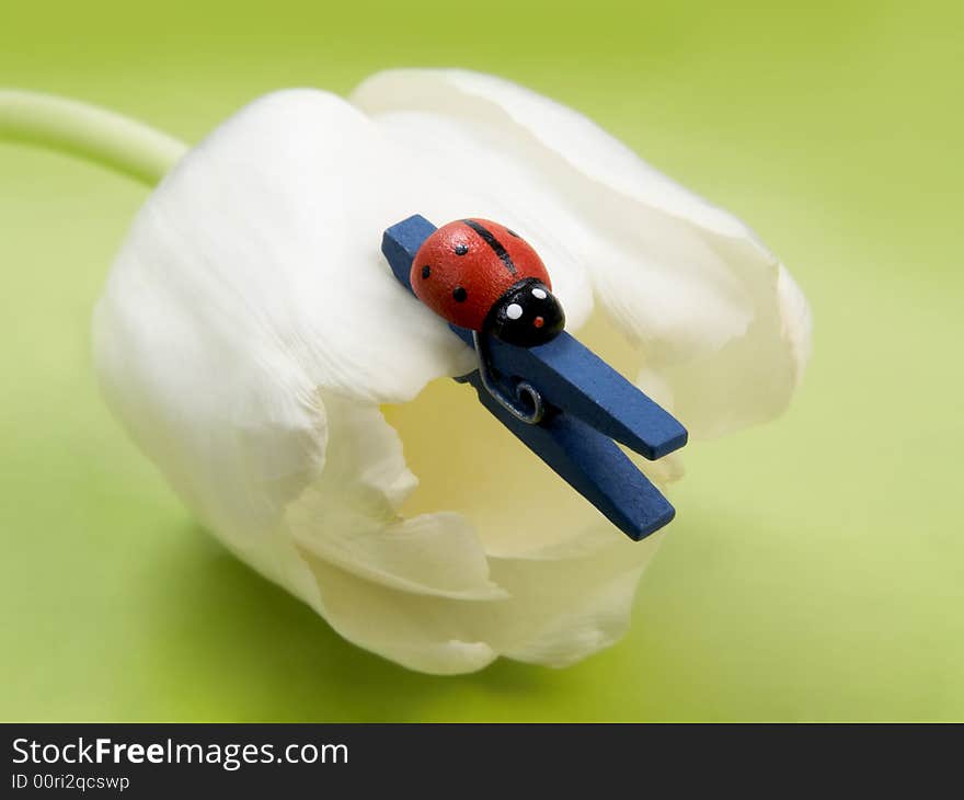 Artificial ladybug and clothes-peg on white tulip on green background. Artificial ladybug and clothes-peg on white tulip on green background