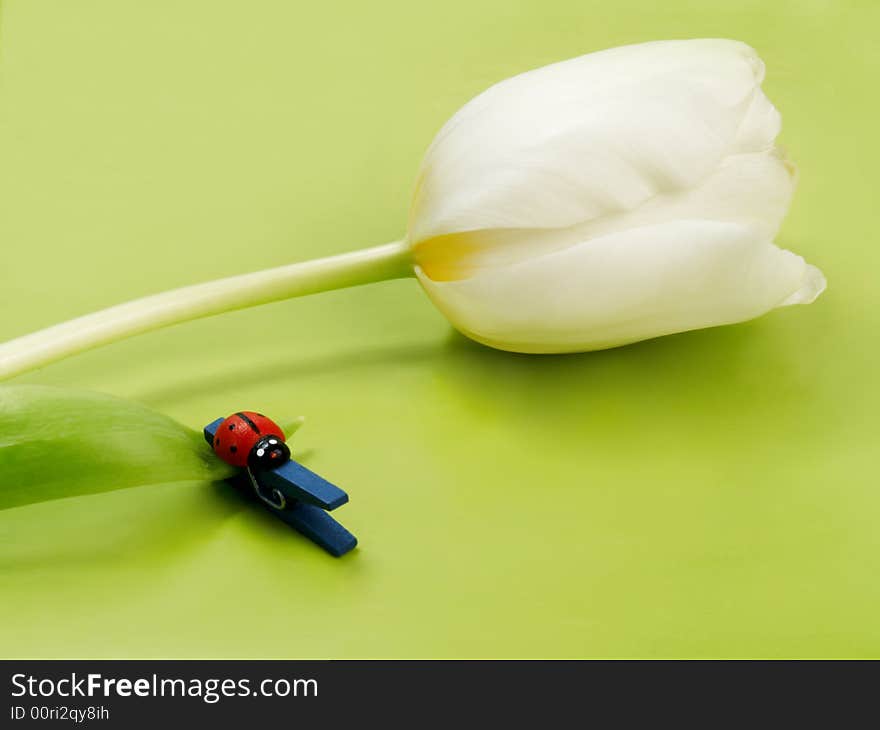 Artificial ladybug and clothes-peg on white tulip on green background. Artificial ladybug and clothes-peg on white tulip on green background