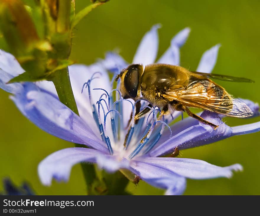 Fly On Chicory