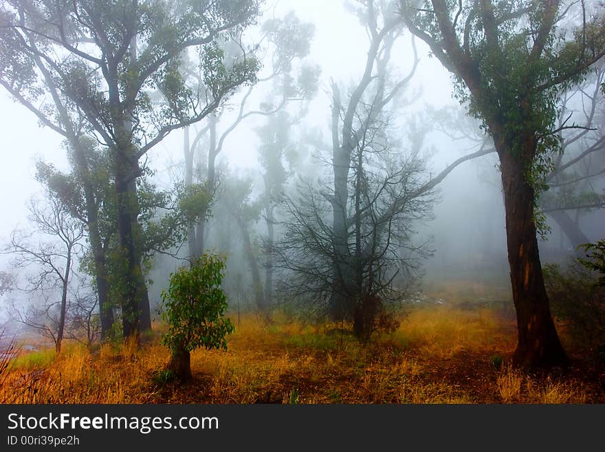 Fog surrounds the Grampians Forest. Fog surrounds the Grampians Forest