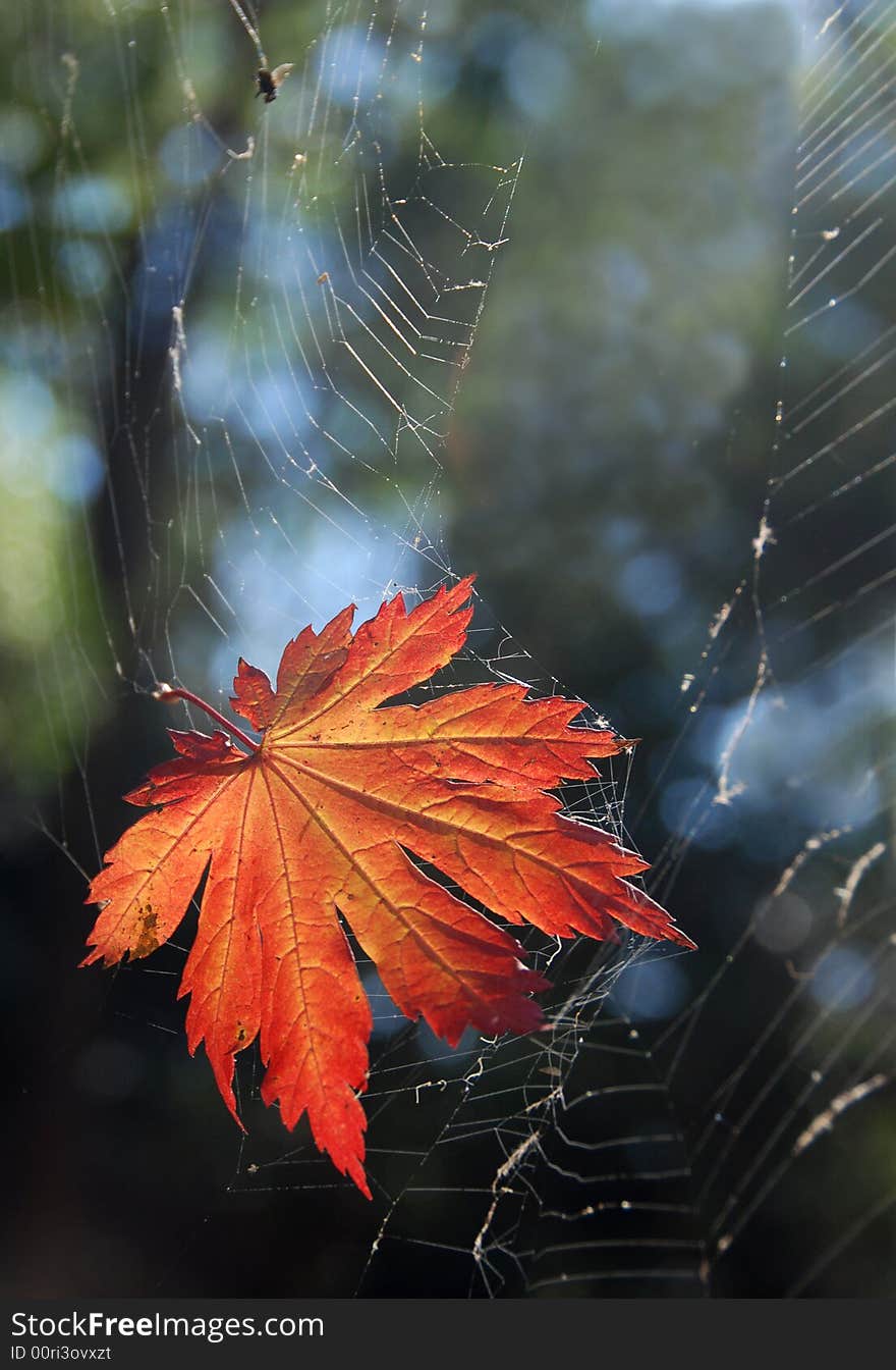 Red Leaf