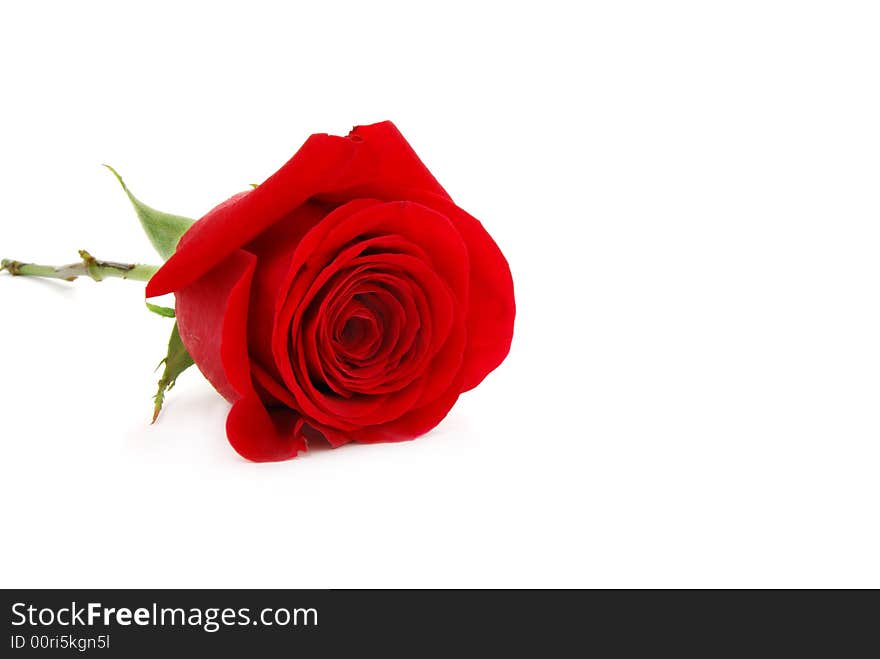 Single red rose on white