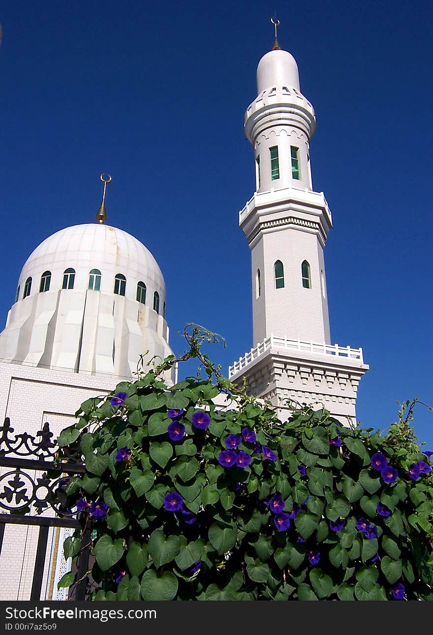 Purple morning glory Blooming in front of a  white mosque. Purple morning glory Blooming in front of a  white mosque