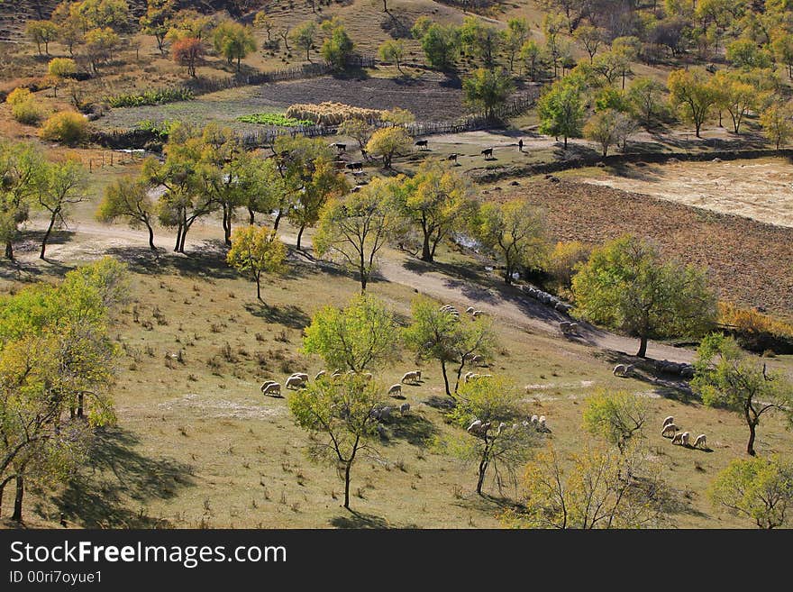 Green trees and white sheeps