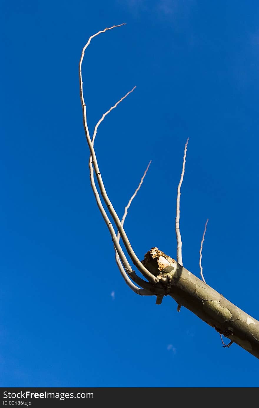 It is lonely under blue sky . It is lonely under blue sky .