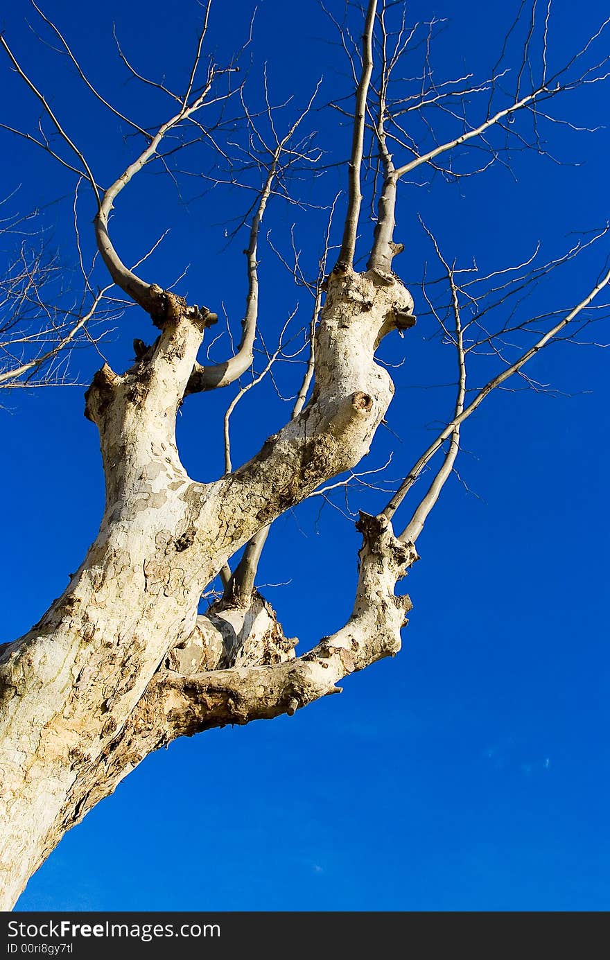 It is lonely under blue sky . It is lonely under blue sky .