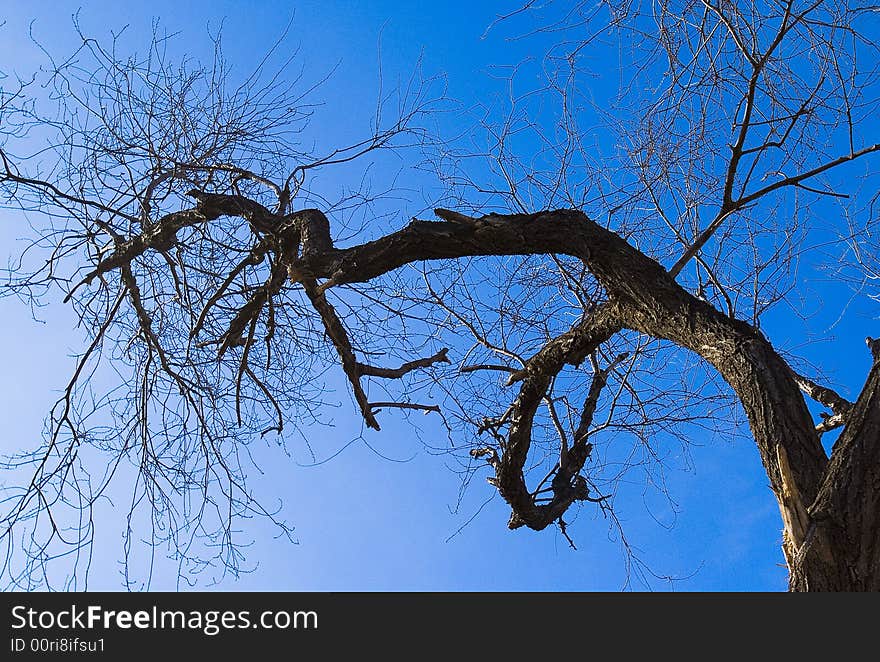 The tree in winter