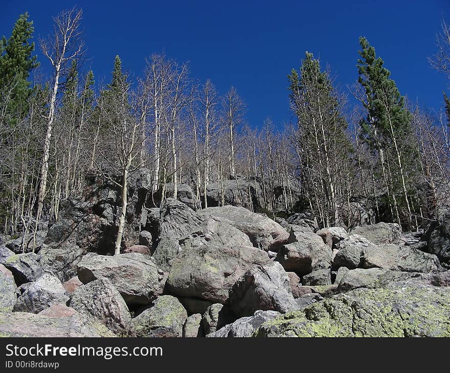 Birch and pine trees in the rugged landscape of Rocky Mountain National Park, Colorado. Birch and pine trees in the rugged landscape of Rocky Mountain National Park, Colorado.