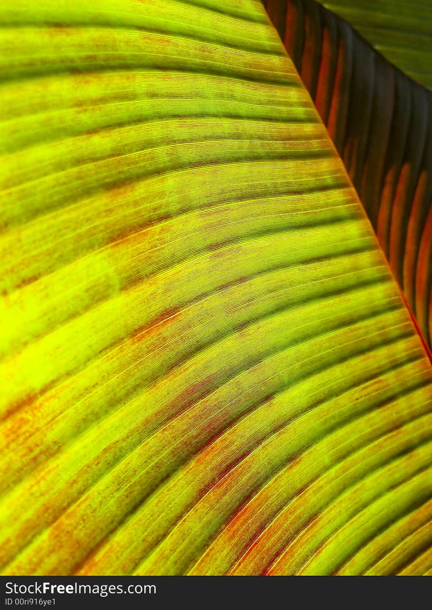 Pretty patterns result from light shining through an ornamental leaf.