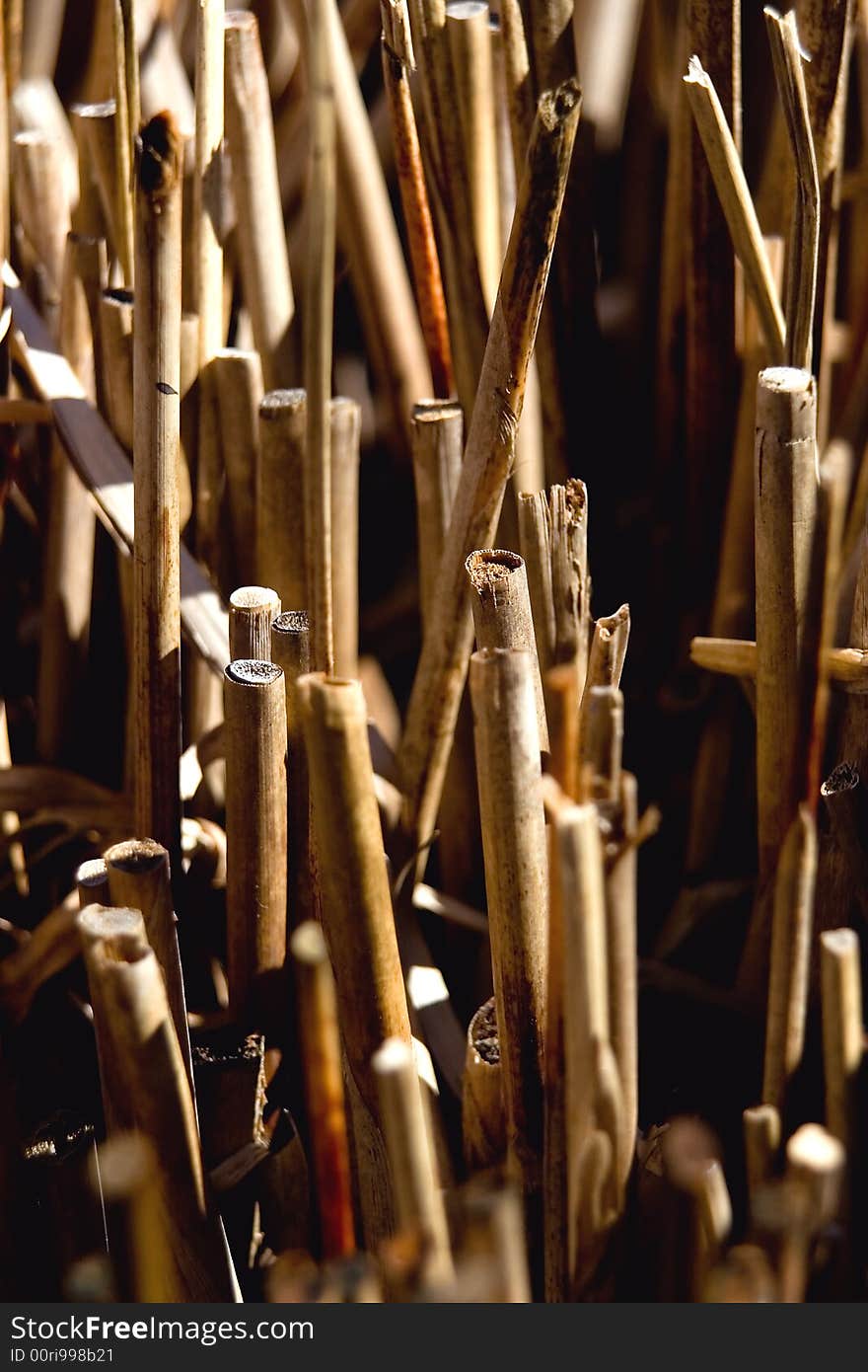 Photo of a stump of cut reeds