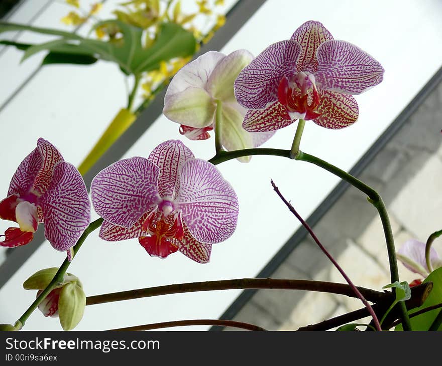 Orchid - Vandachostylis